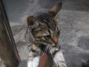 Gato raça Não definido idade 2 a 6 meses nome Não tem
