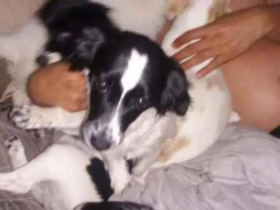 Cachorro ra a Budecole com viralata idade 1 ano nome Thor e consuello