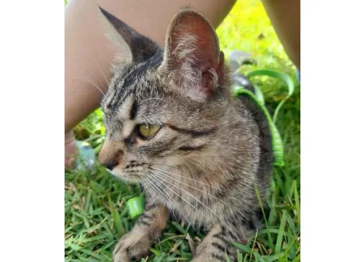Gato raça SRD-ViraLata idade 1 ano nome Tiffany