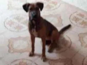 Cachorro raça Pedigri idade 2 a 6 meses nome Lina