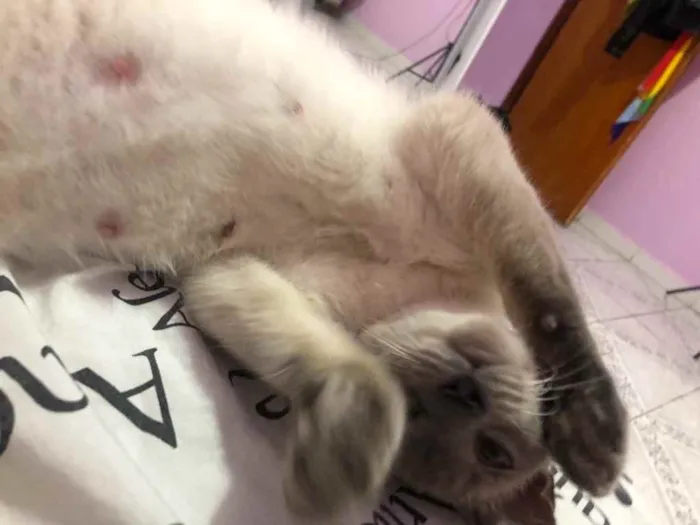 Gato raça Siamês  idade 7 a 11 meses nome Madona