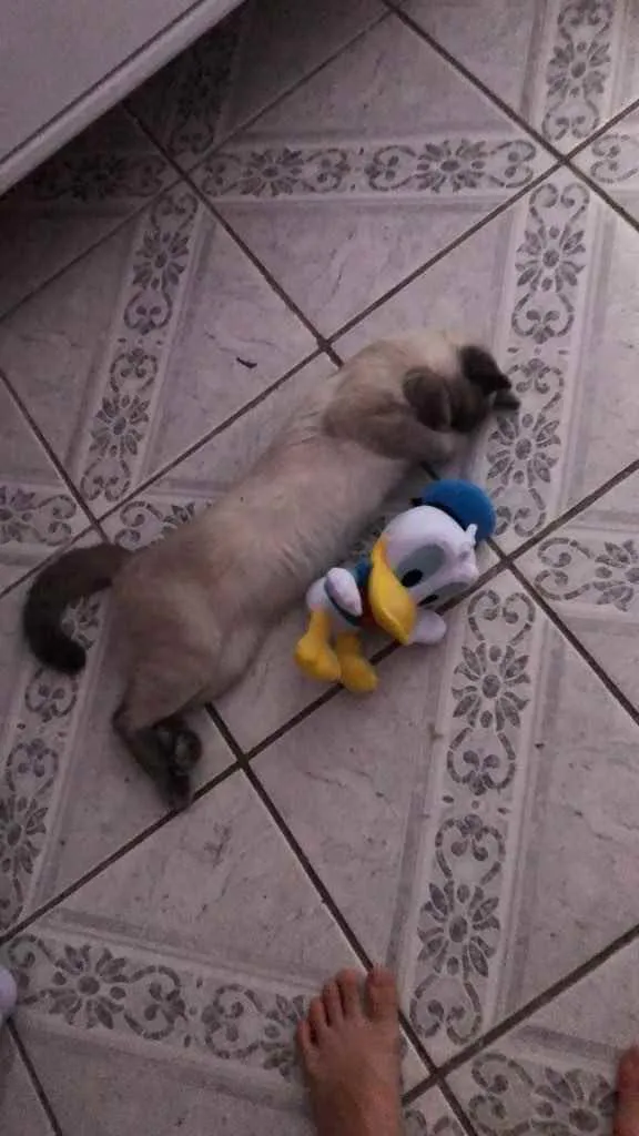 Gato raça Siamês  idade 7 a 11 meses nome Madona