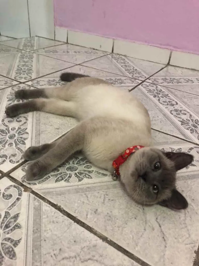 Gato raça Siamês  idade 7 a 11 meses nome Madona
