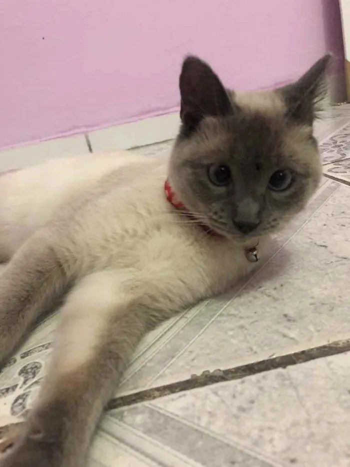 Gato raça Siamês  idade 7 a 11 meses nome Madona