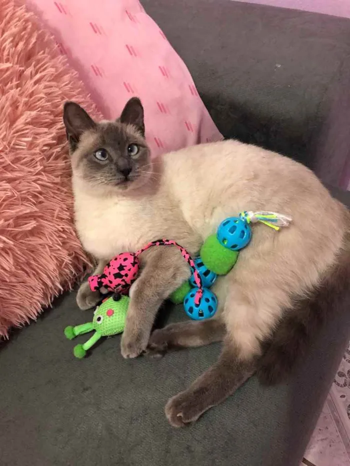 Gato raça Siamês  idade 7 a 11 meses nome Madona
