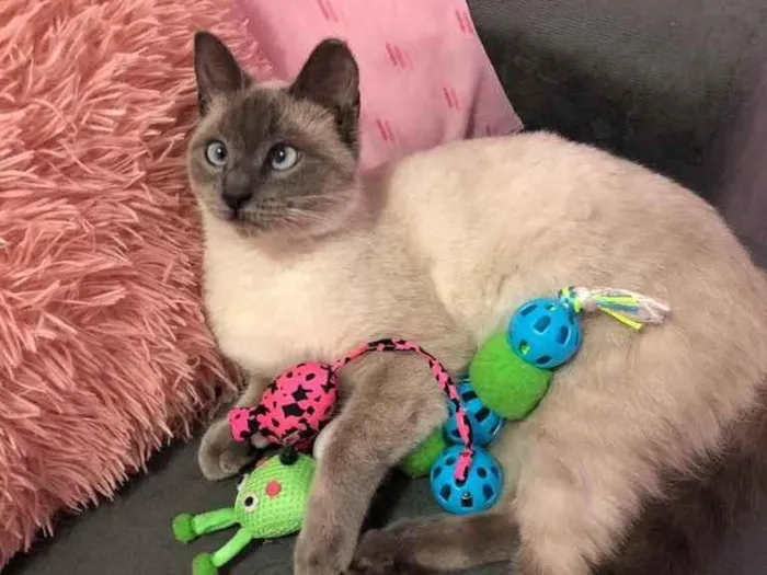 Gato raça Siamês  idade 7 a 11 meses nome Madona
