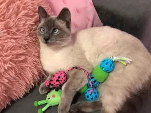 Gato raça Siamês  idade 7 a 11 meses nome Madona