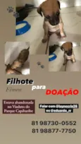 Indefinido 