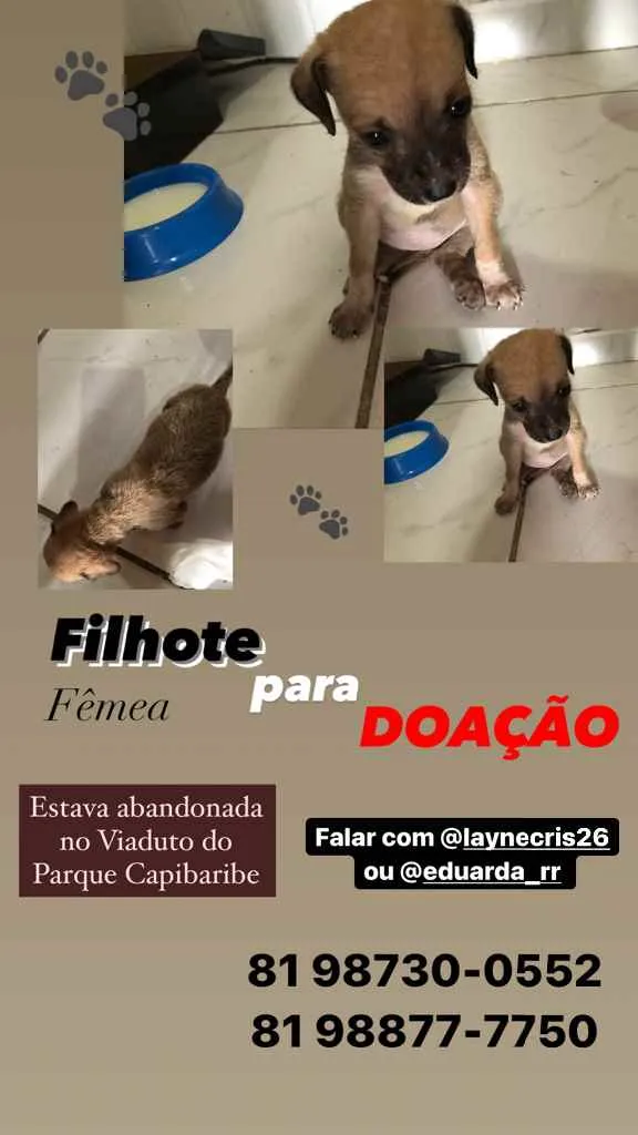 Cachorro raça  idade Abaixo de 2 meses nome Indefinido 