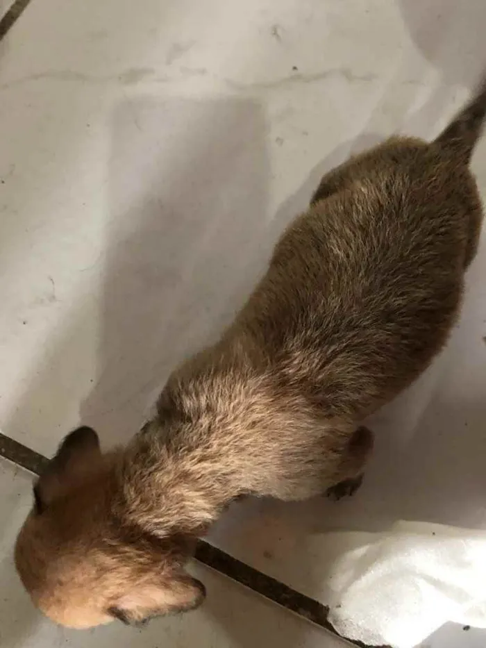 Cachorro raça  idade Abaixo de 2 meses nome Indefinido 