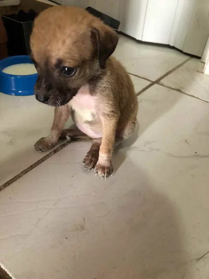 Cachorro raça  idade Abaixo de 2 meses nome Indefinido 