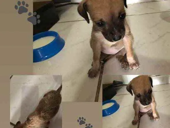 Cachorro raça  idade Abaixo de 2 meses nome Indefinido 