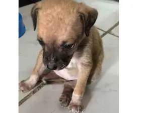 Cachorro raça  idade Abaixo de 2 meses nome Indefinido 