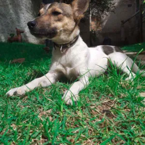 Cachorro raça  pinscher  idade 7 a 11 meses nome Bleed 