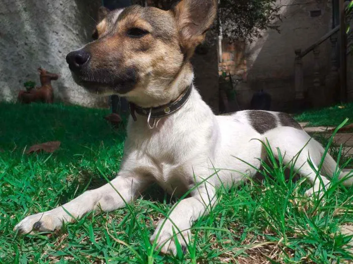 Cachorro raça  pinscher  idade 7 a 11 meses nome Bleed 