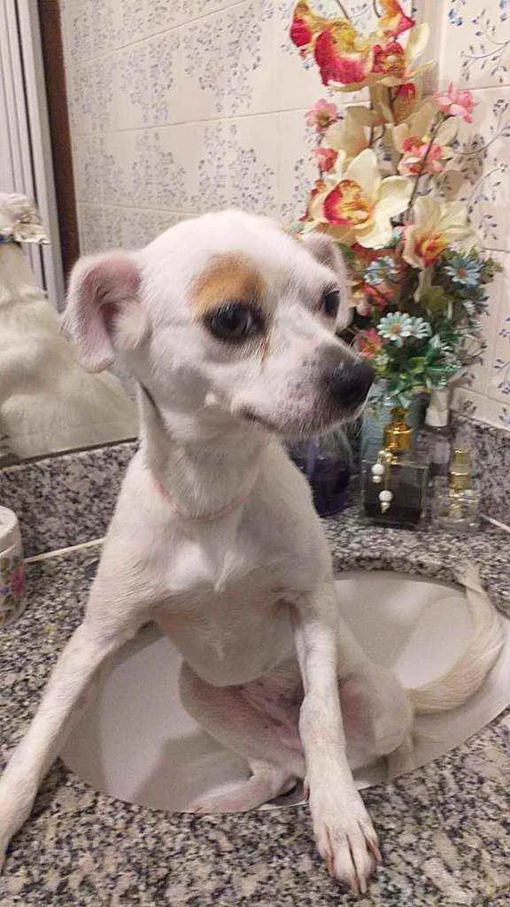 Cachorro raça Srd idade 4 anos nome Branquinha