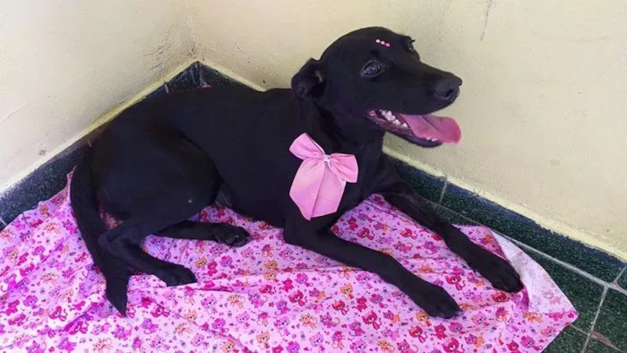 Cachorro ra a SRD idade 1 ano nome Ônix