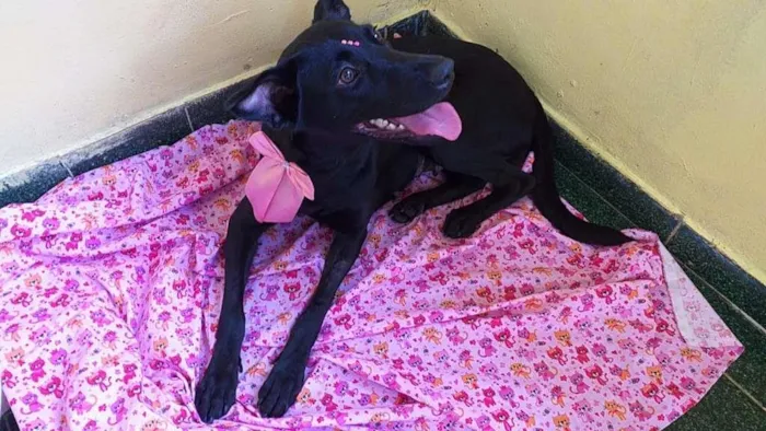 Cachorro ra a SRD idade 1 ano nome Ônix
