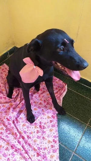 Cachorro raça SRD idade 1 ano nome Ônix