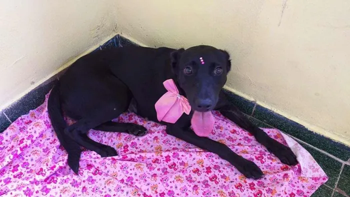 Cachorro ra a SRD idade 1 ano nome Ônix