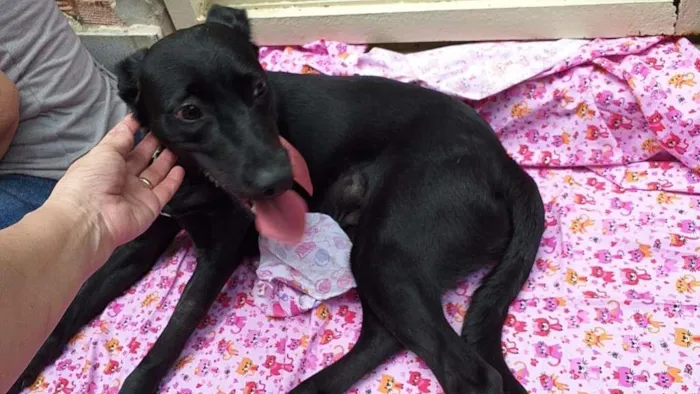 Cachorro ra a SRD idade 1 ano nome Ônix