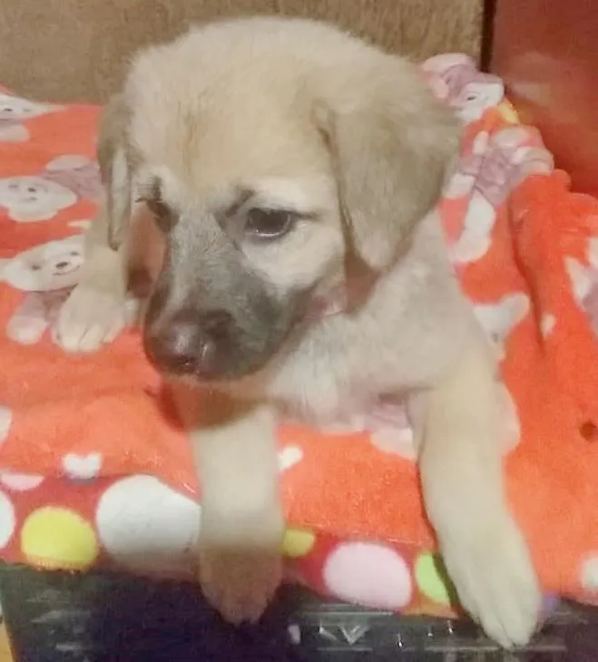 Cachorro raça SRD-ViraLata idade 2 a 6 meses nome TUCA