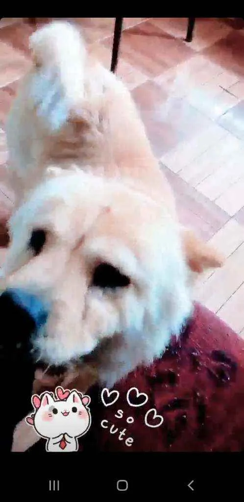 Cachorro ra a Chow-Chow  idade 4 anos nome Zafira