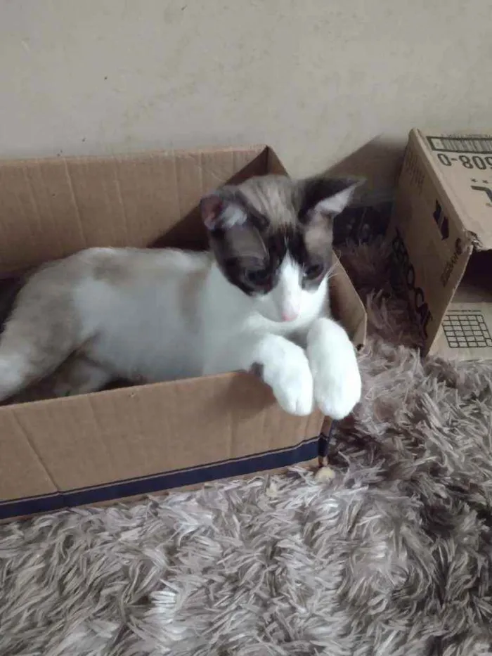 Gato ra a Srd idade 1 ano nome Merida