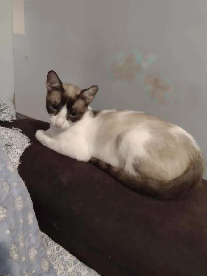 Gato ra a Srd idade 1 ano nome Merida