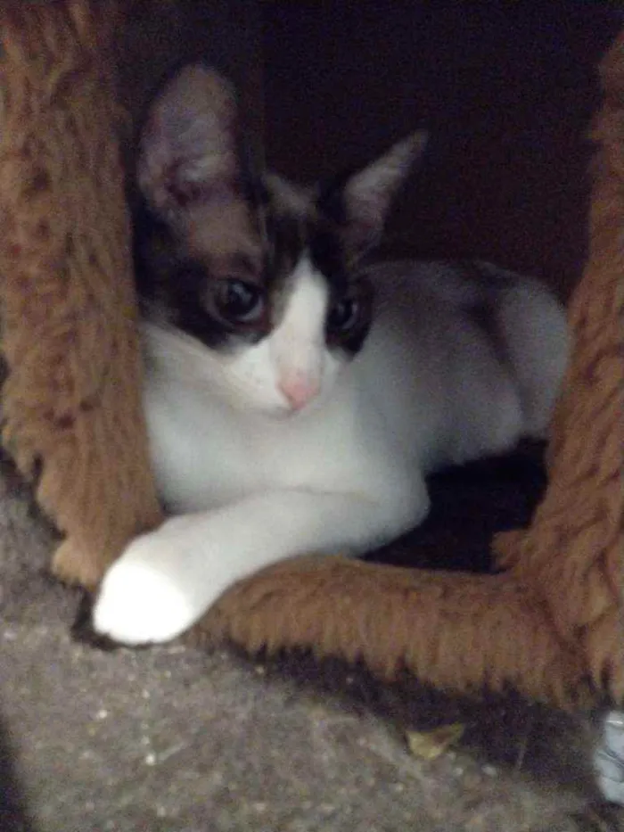 Gato ra a Srd idade 1 ano nome Merida
