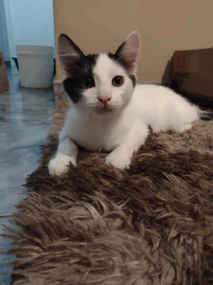 Gato ra a Srd idade 2 a 6 meses nome Tim/Thomas/Thom e Fl