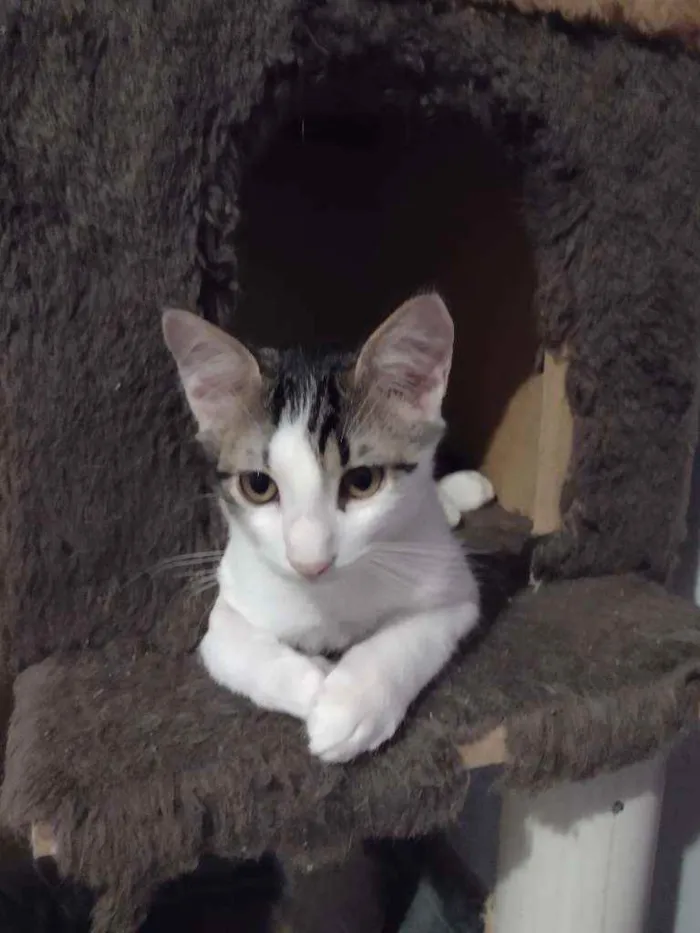 Gato ra a Srd idade 2 a 6 meses nome Tim/Thomas/Thom e Fl