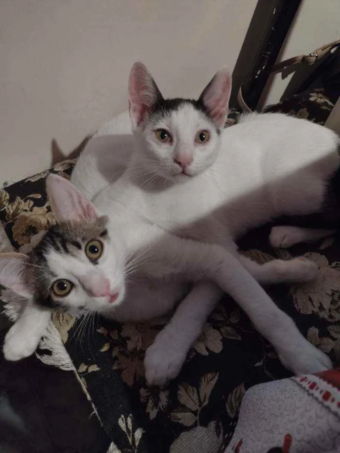 Gato ra a Srd idade 2 a 6 meses nome Tim/Thomas/Thom e Fl