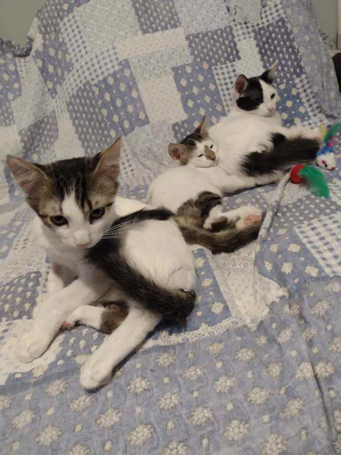 Gato ra a Srd idade 2 a 6 meses nome Tim/Thomas/Thom e Fl
