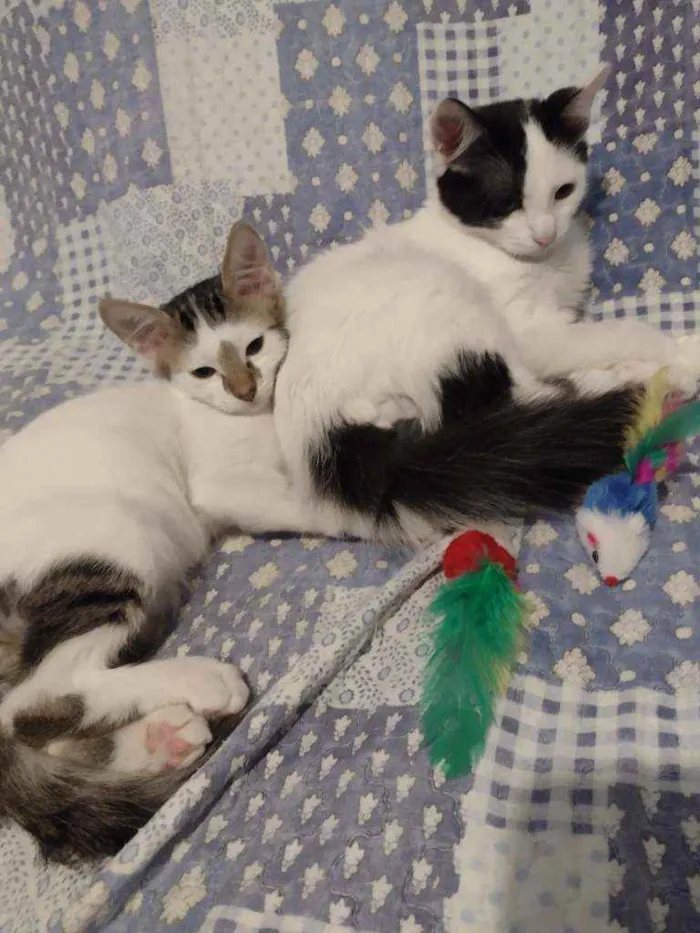 Gato ra a Srd idade 2 a 6 meses nome Tim/Thomas/Thom e Fl