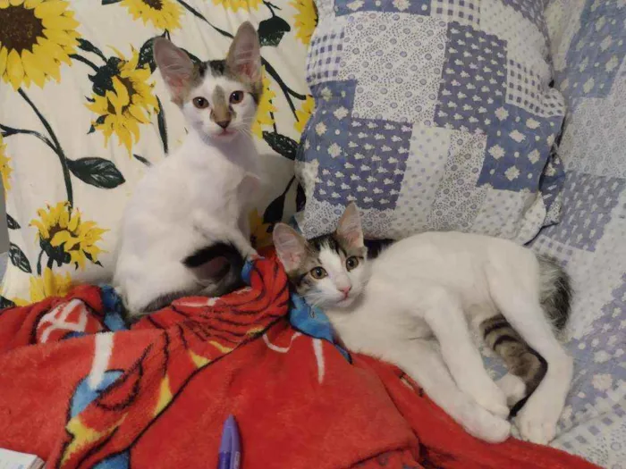 Gato ra a Srd idade 2 a 6 meses nome Tim/Thomas/Thom e Fl