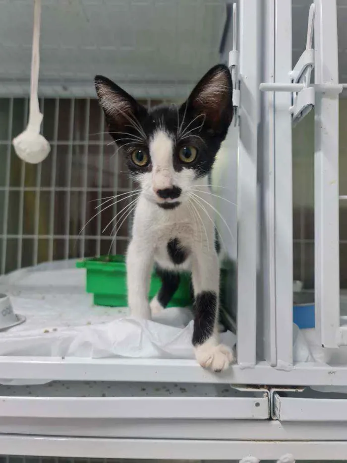 Gato ra a SRD idade 2 a 6 meses nome Tyron