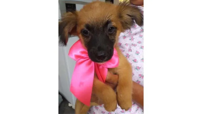 Cachorro ra a SRD idade 2 a 6 meses nome Trufa