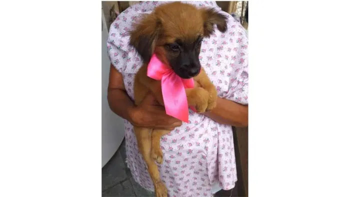 Cachorro ra a SRD idade 2 a 6 meses nome Trufa