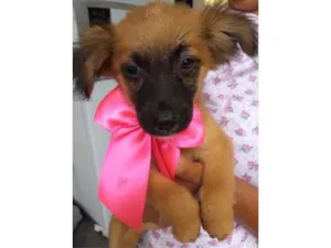 Cachorro raça SRD idade 2 a 6 meses nome Trufa