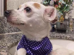 Cachorro raça Srd idade 4 anos nome Branquinha
