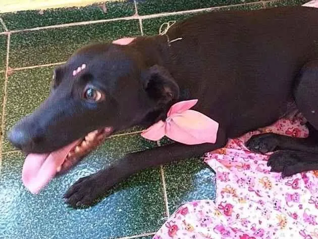 Cachorro ra a SRD idade 1 ano nome Ônix