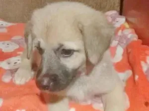 Cachorro raça SRD-ViraLata idade 2 a 6 meses nome TUCA