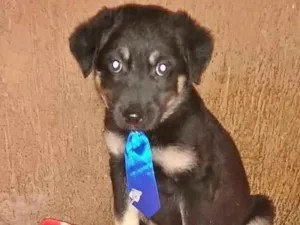Cachorro raça SRD-ViraLata idade 2 a 6 meses nome BOB