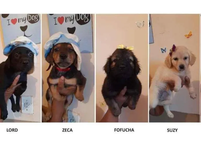 Lord, Zeca, Fofucha,