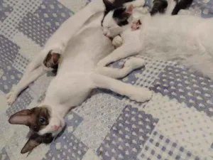 Gato raça Srd idade 1 ano nome Merida