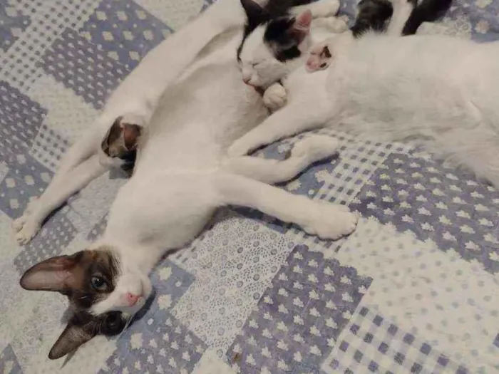 Gato ra a Srd idade 1 ano nome Merida