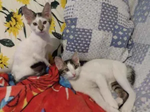 Gato raça Srd idade 2 a 6 meses nome Tim/Thomas/Thom e Fl