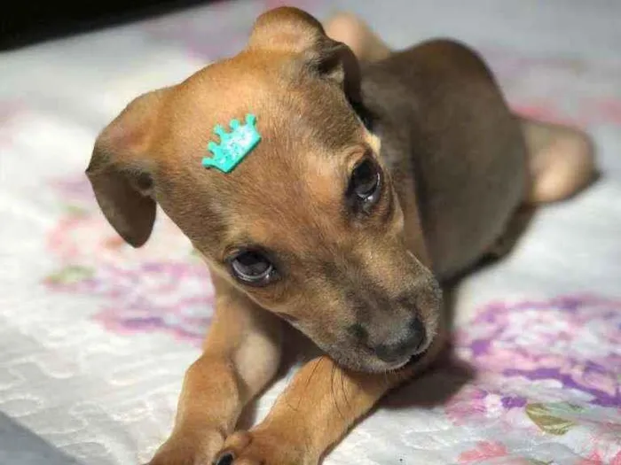 Cachorro raça Srd idade Abaixo de 2 meses nome Mirra