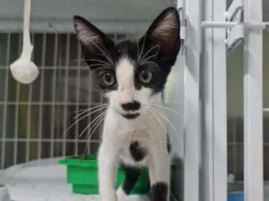 Gato raça SRD idade 2 a 6 meses nome Tyron